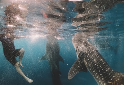Underwater whale sharks swimming close to the people
